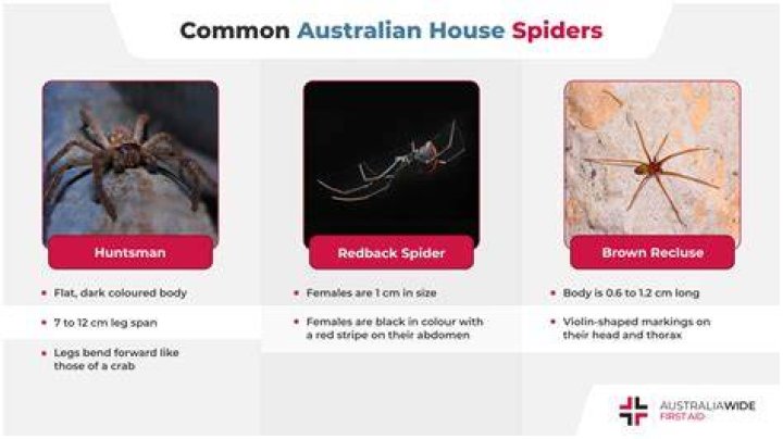 Do Spiders Get Revenge Katynel